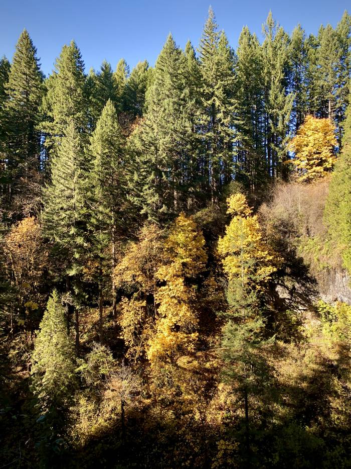 Silver Falls State Park