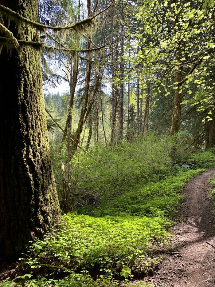 Gales Creek - Step Creek