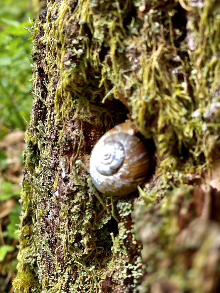 Gales Creek - Step Creek