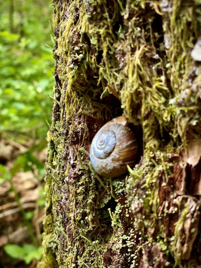Gales Creek - Step Creek
