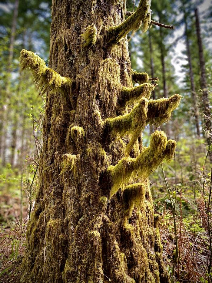 Gales Creek - Step Creek