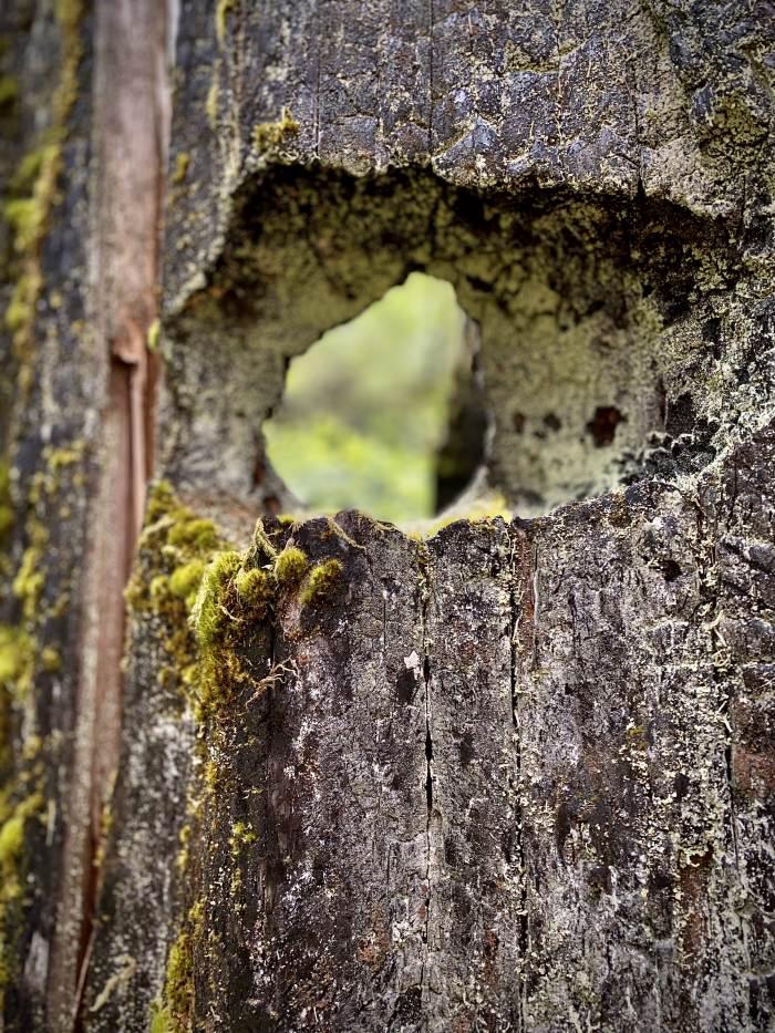Gales Creek - Step Creek