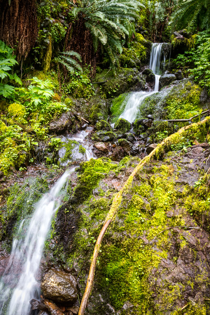 Salmon Berry River Trail