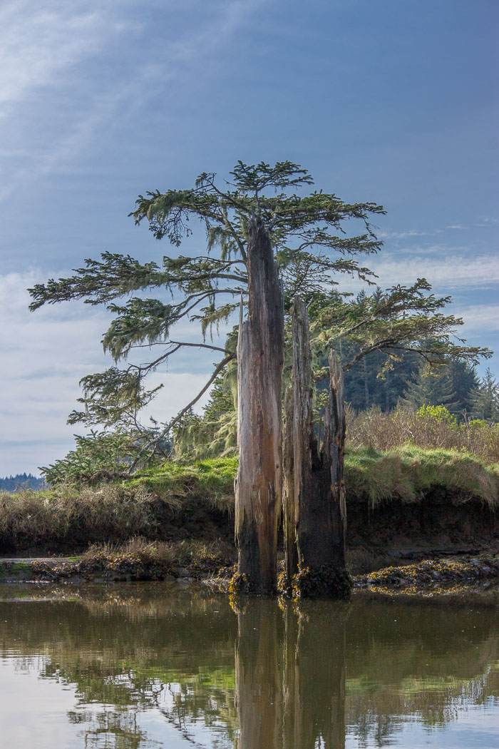 Coos Bay Area Sloughs
