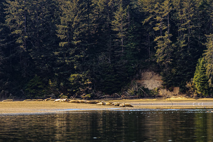Coos Bay Area Sloughs