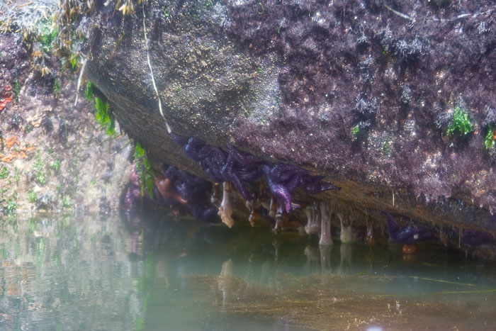 Chuckanut Bay