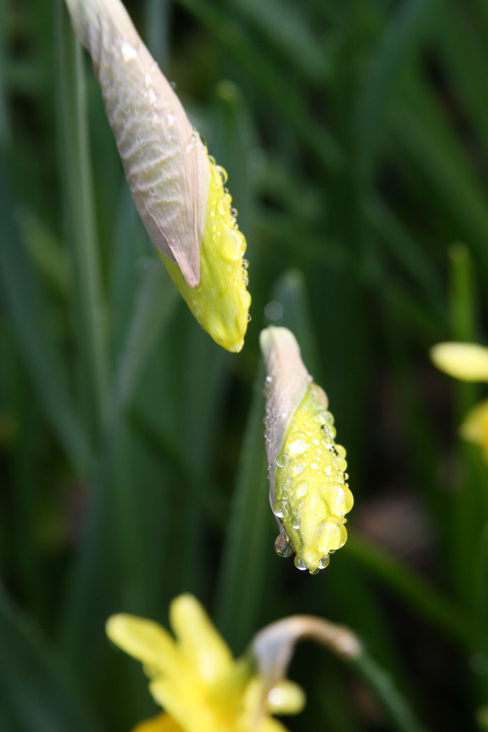 Shore Acres and Sunset Bay State Park