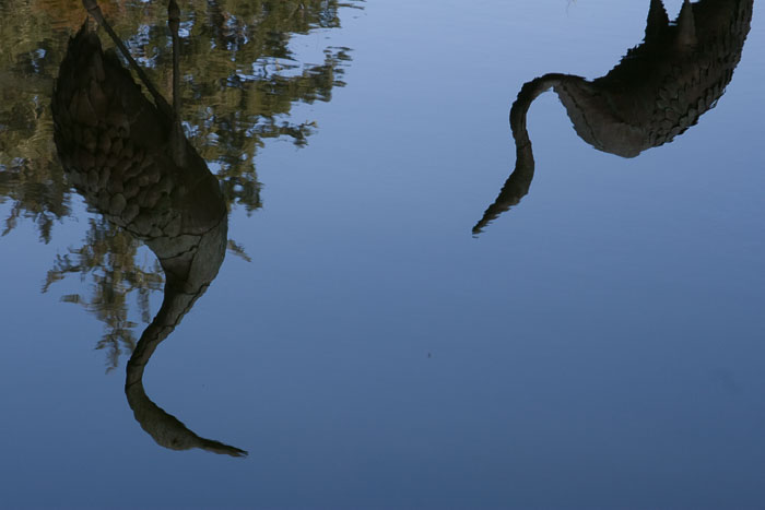 Shore Acres and Sunset Bay State Park