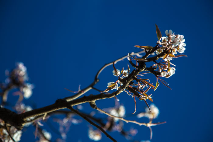 Hood River Valley Blossoms