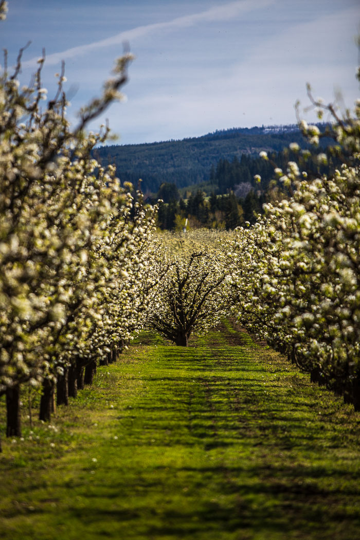 Hood River Valley Blossoms