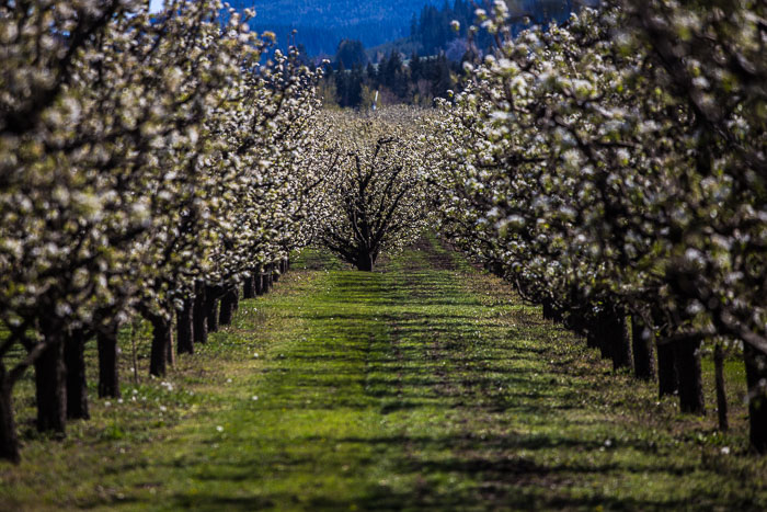 Hood River Valley Blossoms