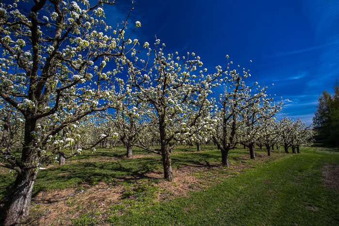 Hood River Valley Blossoms