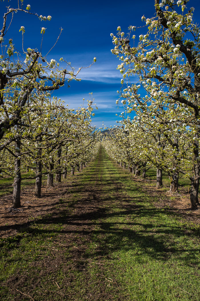 Hood River Valley Blossoms