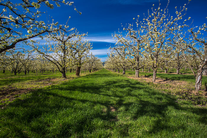 Hood River Valley Blossoms