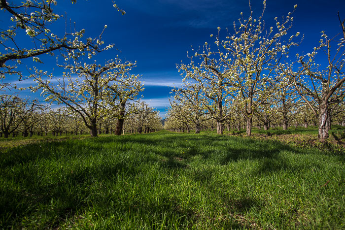 Hood River Valley Blossoms