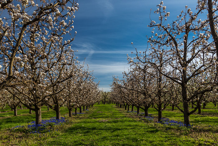 Hood River Valley Blossoms