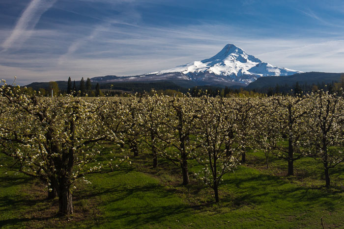 Hood River Valley Blossoms