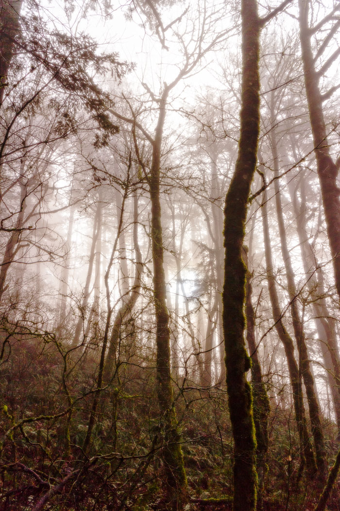 Columbia Gorge Falls Area
