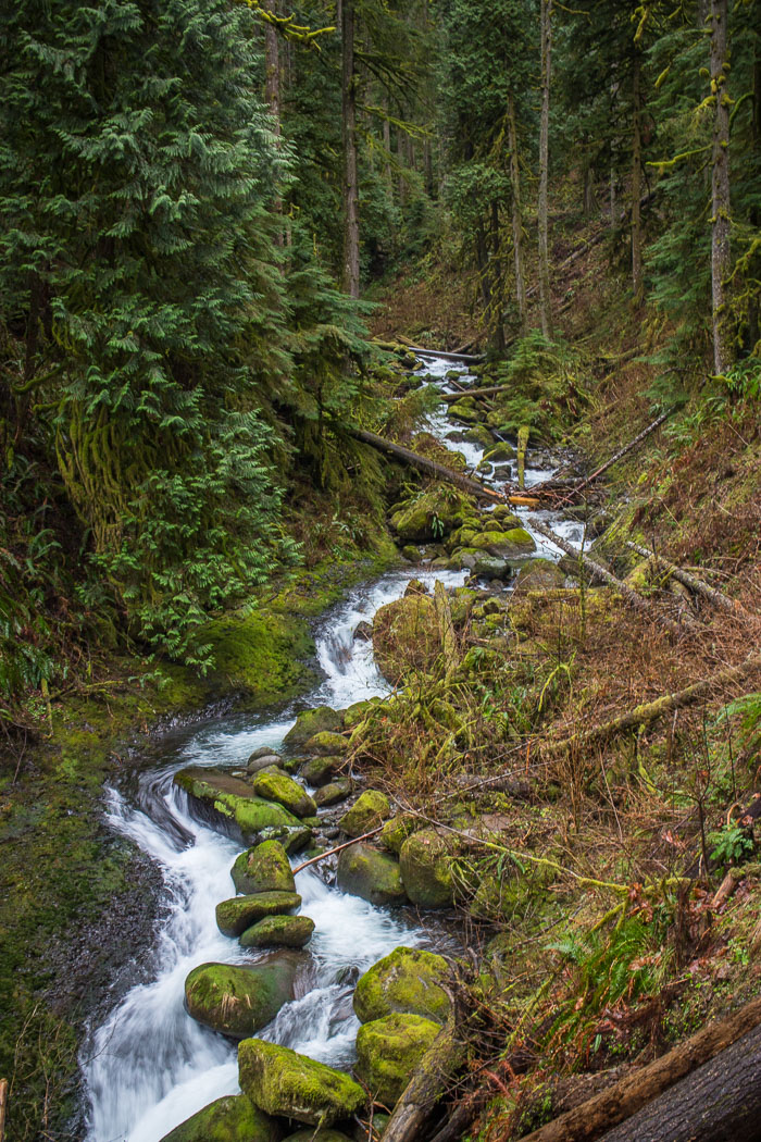 Larch Mountain trail and Christmas Trail Larch Mountain trail and Christmas Trail