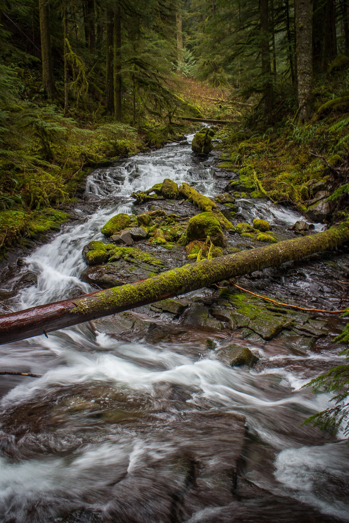 Larch Mountain trail and Christmas Trail