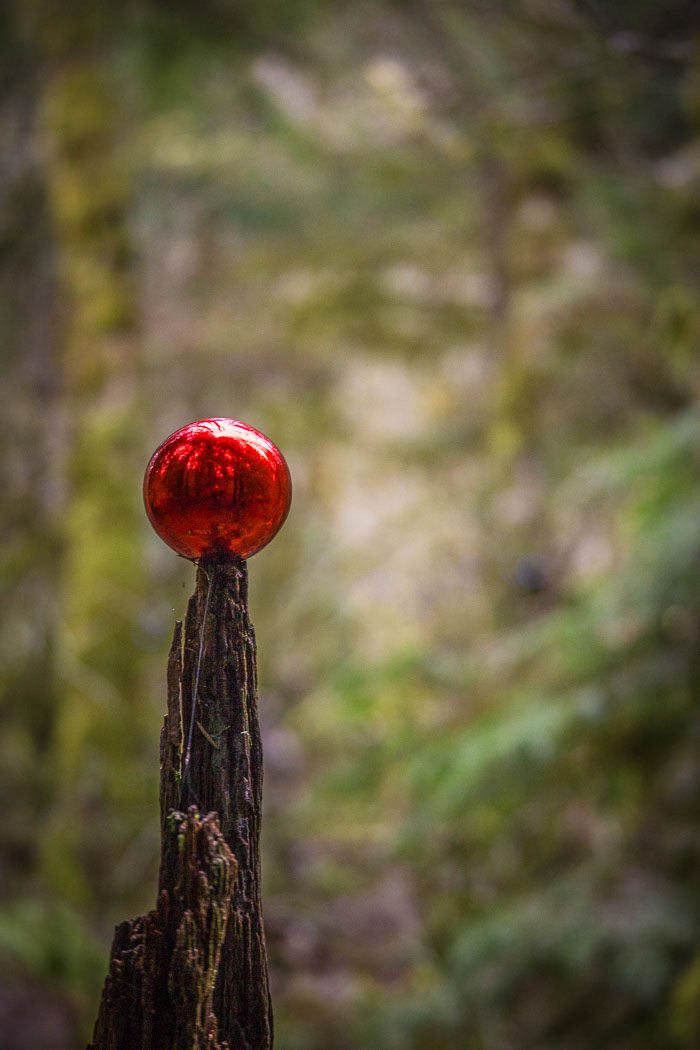 Larch Mountain trail and Christmas Trail