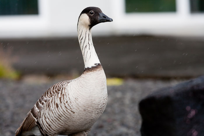 Hale O'kealohs House
