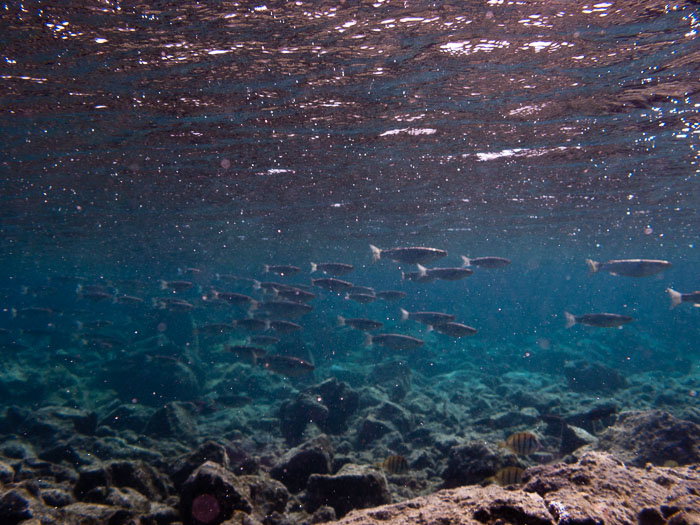 Waiopae Kapoho tide pools