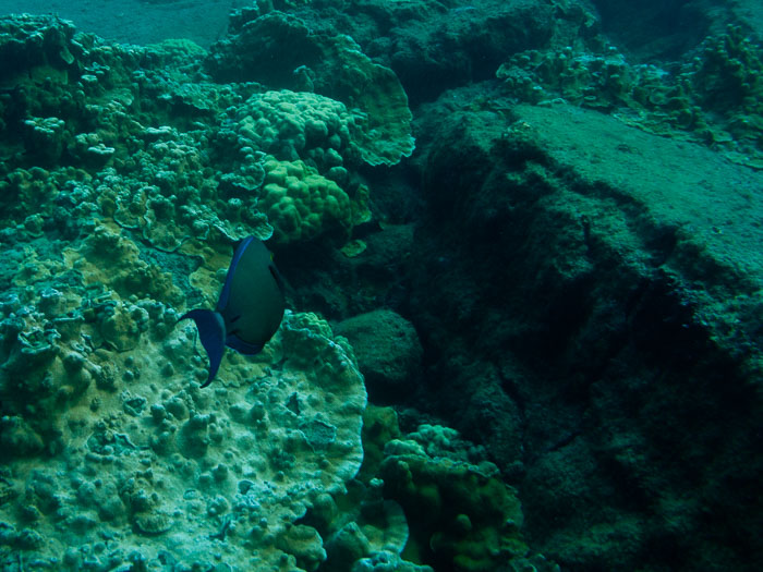 Waiopae Kapoho tide pools