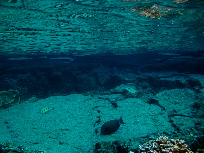 Waiopae Kapoho tide pools Waiopae Kapoho tide pools