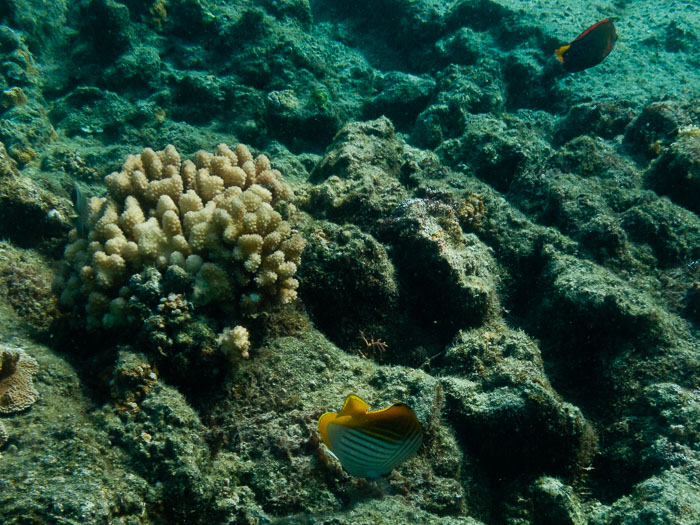 Waiopae Kapoho tide pools