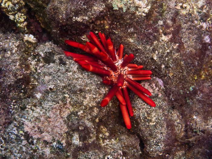 Waiopae Kapoho tide pools