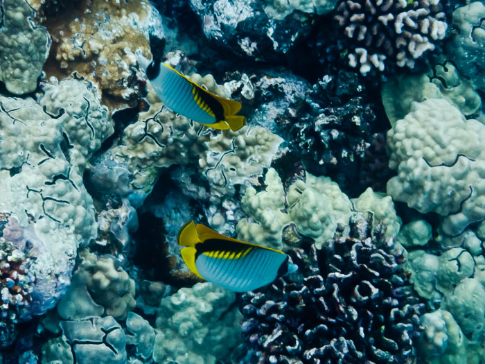 Pu'uhonua o Honaunau Bay (Two Step)
