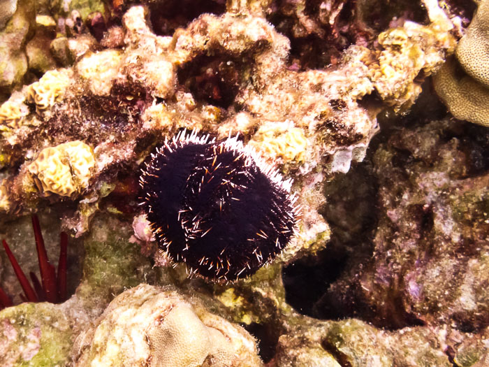 Pu'uhonua o Honaunau Bay (Two Step)