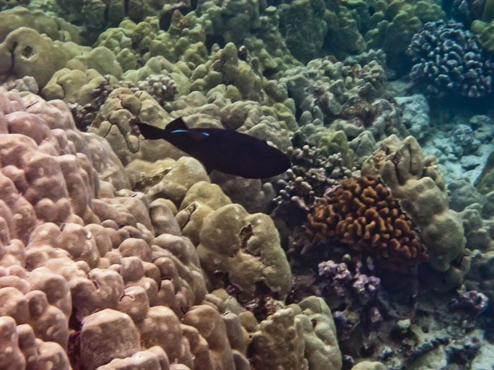Pu'uhonua o Honaunau Bay (Two Step)