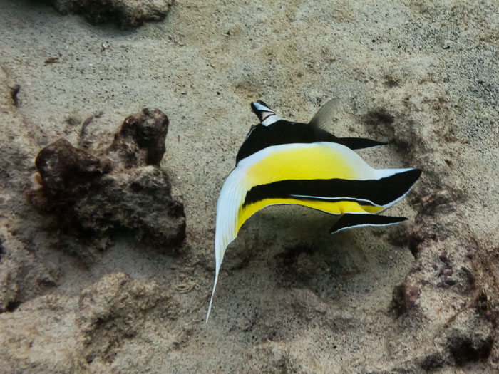 Pu'uhonua o Honaunau Bay (Two Step)