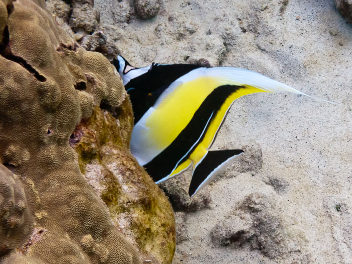 Pu'uhonua o Honaunau Bay (Two Step)