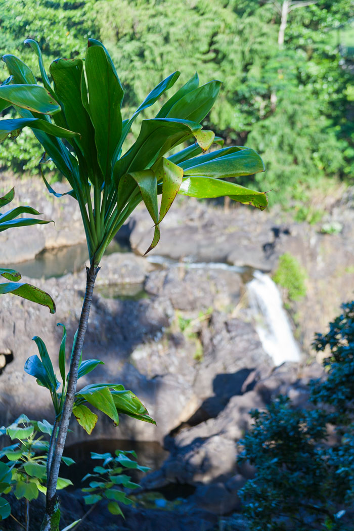 North Kohala, Hāmākua,Hāmākua, North Hilo Districts