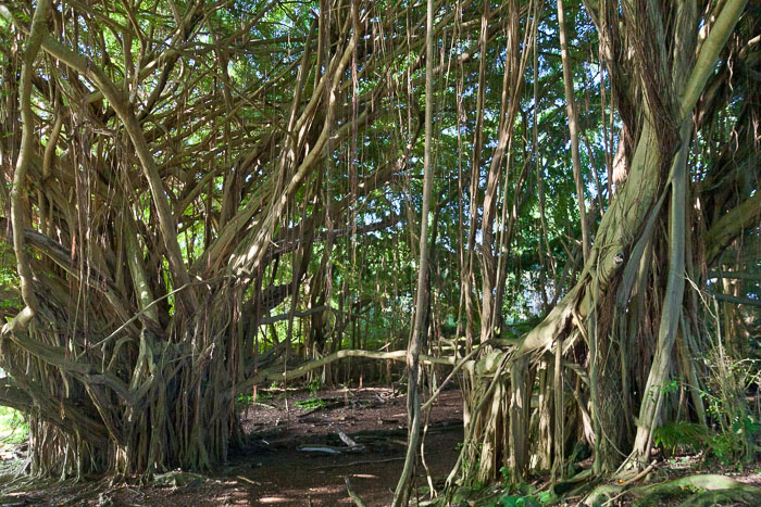 North Kohala, Hāmākua,Hāmākua, North Hilo Districts