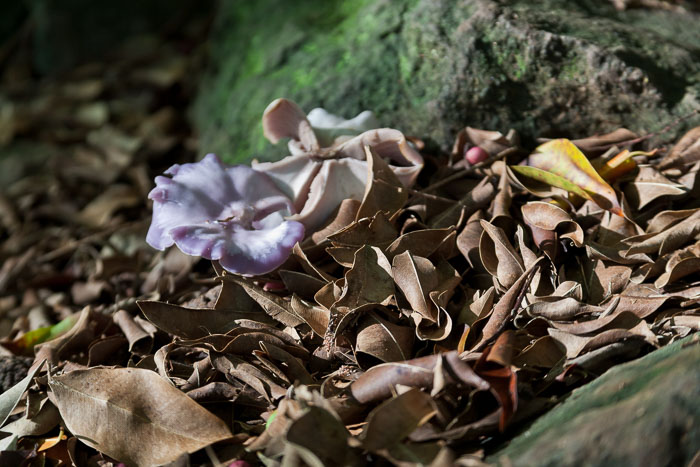 North Kohala, Hāmākua,Hāmākua, North Hilo Districts