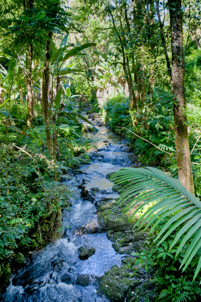 North Kohala, Hāmākua,Hāmākua, North Hilo Districts