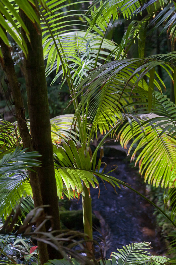 North Kohala, Hāmākua,Hāmākua, North Hilo Districts