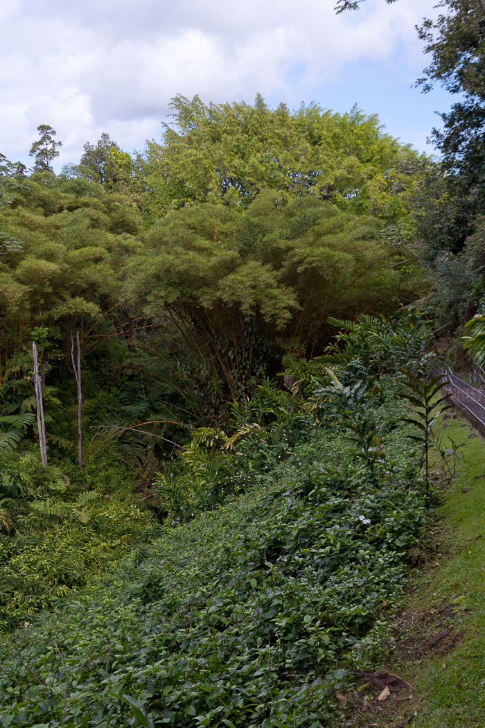North Kohala, Hāmākua,Hāmākua, North Hilo Districts North Kohala, Hāmākua,Hāmākua, North Hilo Districts