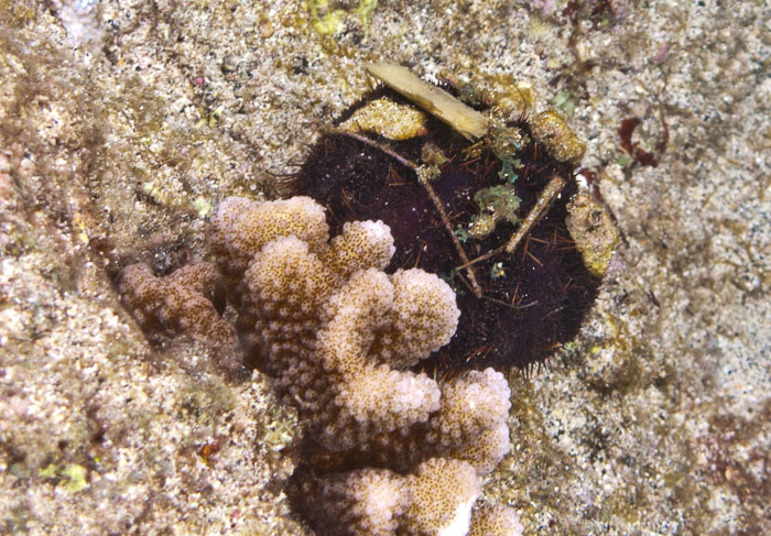 Richardson’s Ocean Park