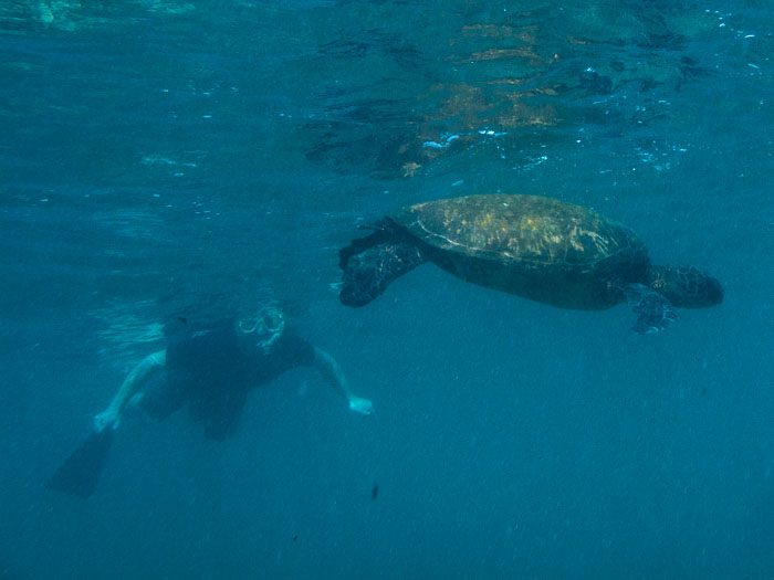 Richardson’s Ocean Park