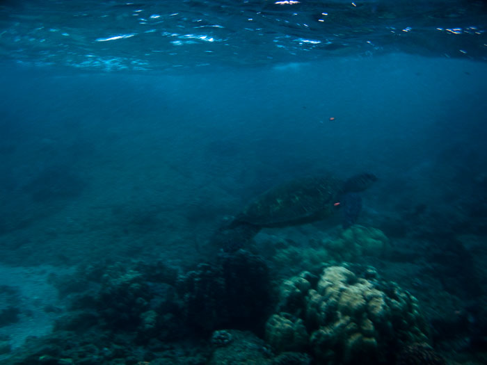 Richardson’s Ocean Park