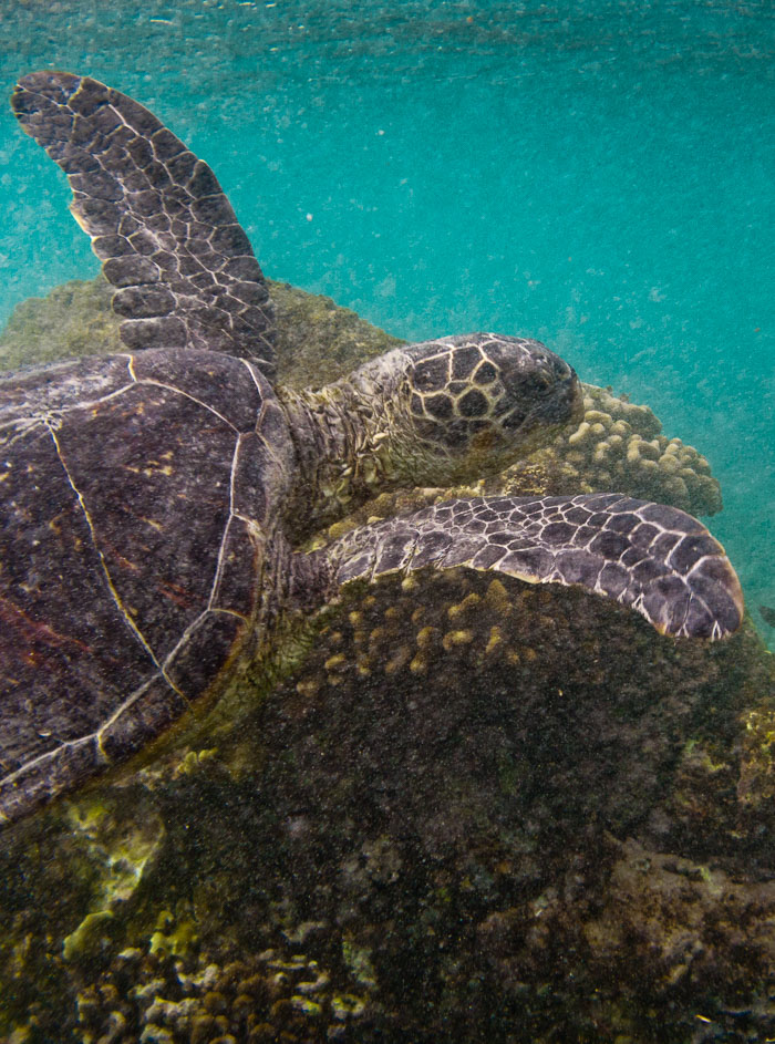 Richardson’s Ocean Park