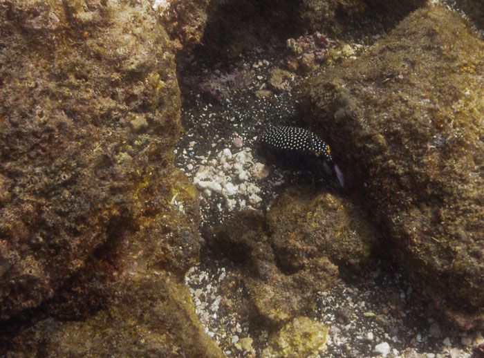 Richardson’s Ocean Park