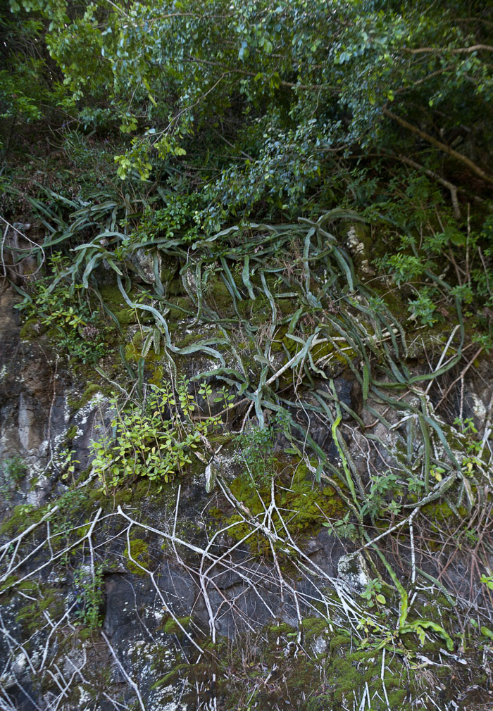 Waipi'o Valley