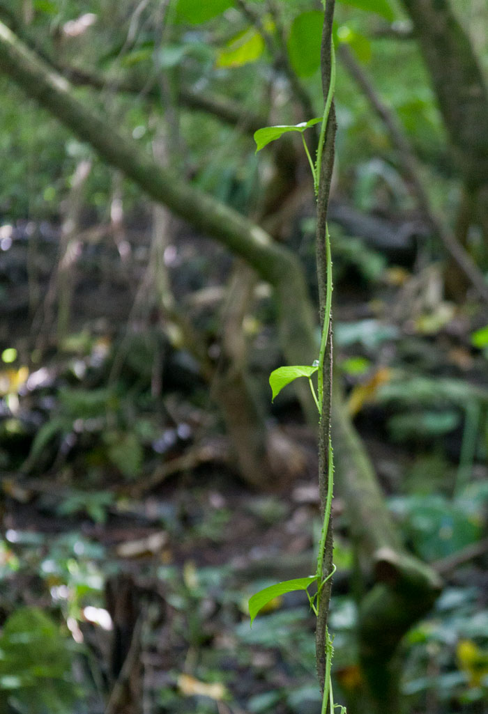 Waipi'o Valley