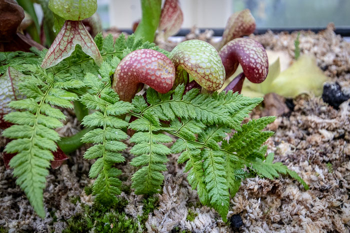 National Botanic Gardens